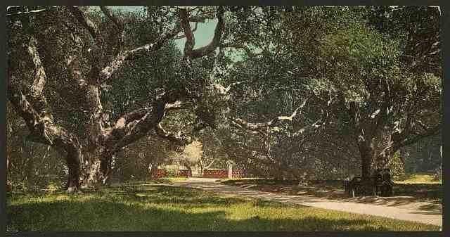 Vintage Live oaks at Berkely College A4 Photo Print