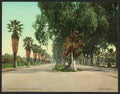Vintage Magnolia Avenue Riverside Cal A4 Photo Print