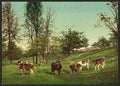Vintage Meadowland A4 Photo Print