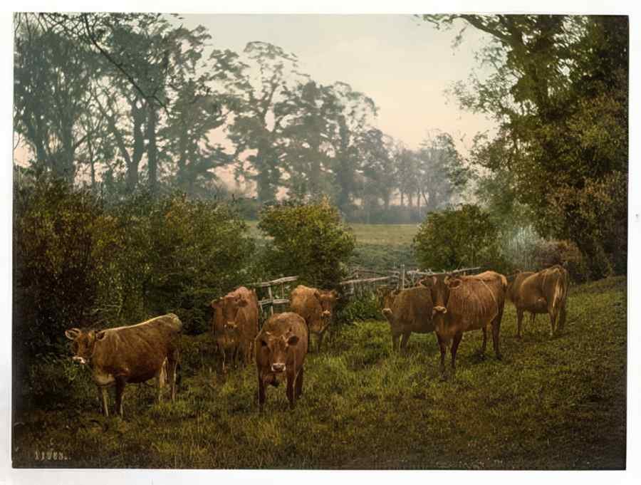 Vintage Milking Time England A4 Photo Print