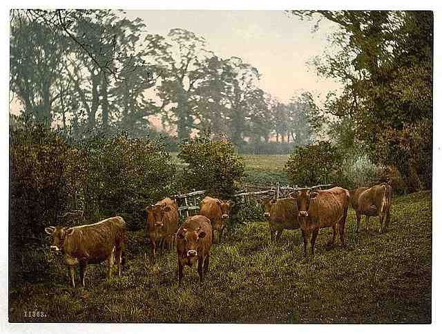 Vintage Milking time A4 Photo Print