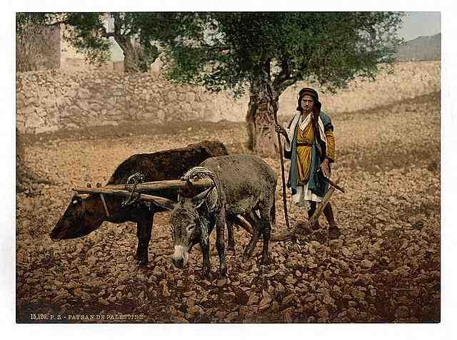 Vintage Native of Palestine with an ox and an ass A4 Photo Print