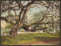 Vintage Oak in Magnolia Cemetery Charleston SC A4 Photo Print