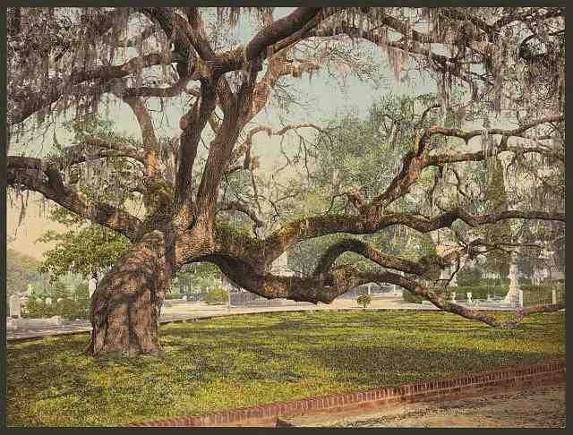 Vintage Oak in Magnolia Cemetery Charleston SC A4 Photo Print