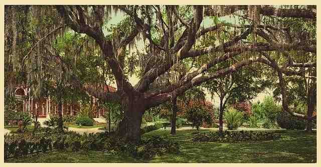 Vintage Old oak at Tampa Bay Hotel A4 Photo Print