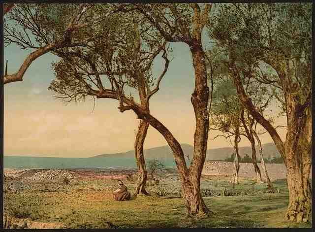 Vintage Olive trees Mentone A4 Photo Print