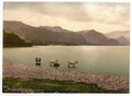 Vintage On Derwentwater Cattle Study 2 Lake District England A4 Photo Print