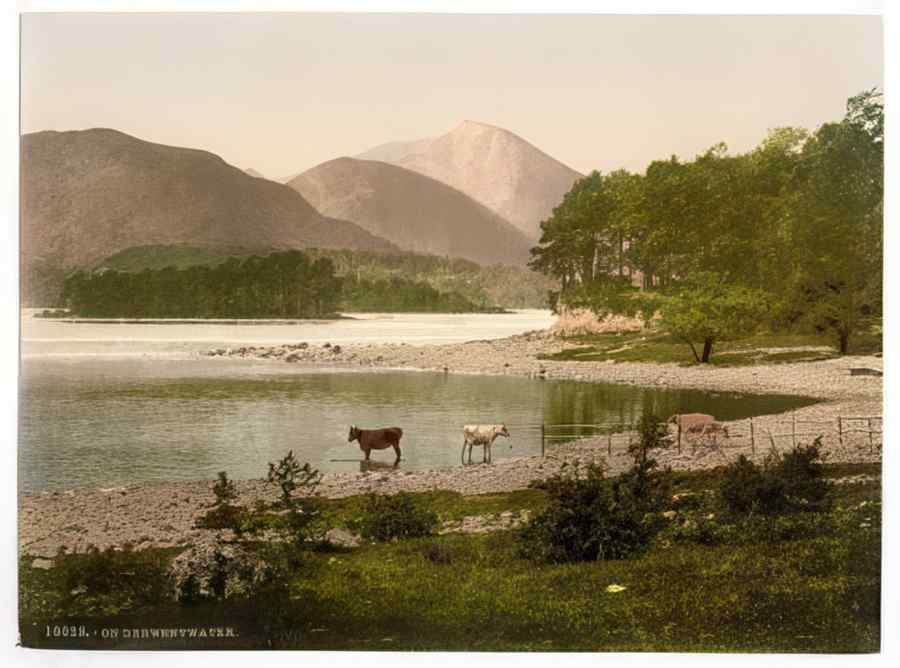 Vintage On Derwentwater Cattle Study Lake District England A4 Photo Print
