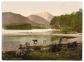 Vintage On Derwentwater I cattle study Lake District A4 Photo Print