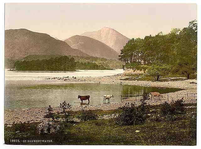 Vintage On Derwentwater I cattle study Lake District A4 Photo Print