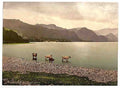 Vintage On Derwentwater II cattle study Lake District A4 Photo Print
