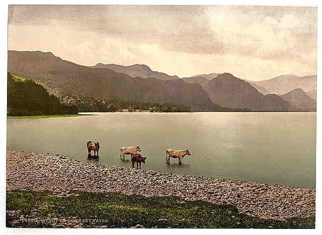Vintage On Derwentwater II cattle study Lake District A4 Photo Print