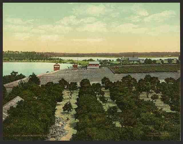 Vintage Orange grove and pineries A4 Photo Print