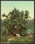 Vintage Picking oranges A4 Photo Print