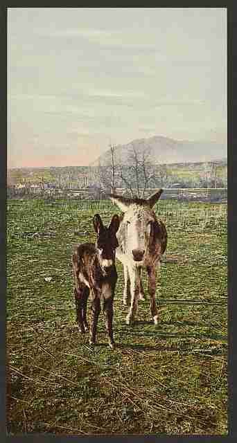 Vintage Rocky Mountain Canaries A4 Photo Print