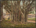 Vintage Rubber tree in the US barracks Key West A4 Photo Print