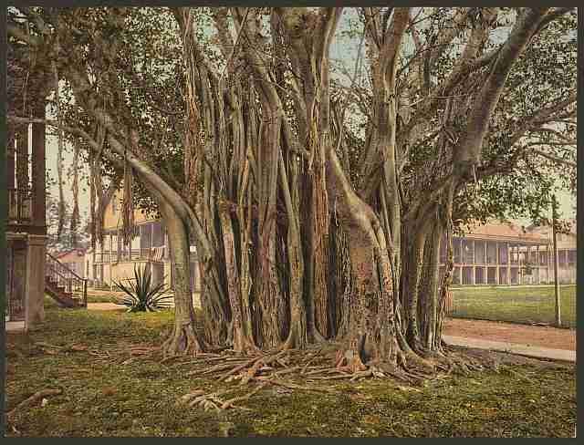 Vintage Rubber tree in the US barracks Key West A4 Photo Print