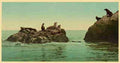 Vintage Seal Rocks A4 Photo Print