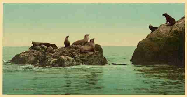 Vintage Seal Rocks A4 Photo Print