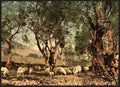 Vintage Shephard tending sheep in olive grove Mentone A4 Photo Print