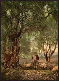 Vintage Shephard with flock in olive grove Mentone A4 Photo Print