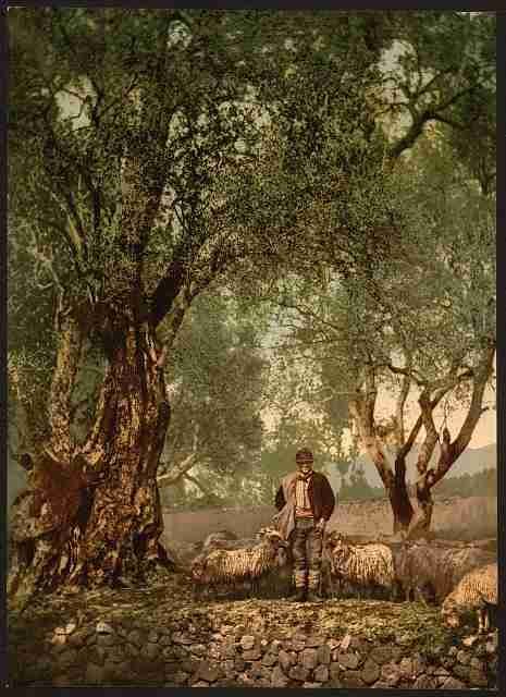 Vintage Shephard with flock in olive grove Mentone A4 Photo Print