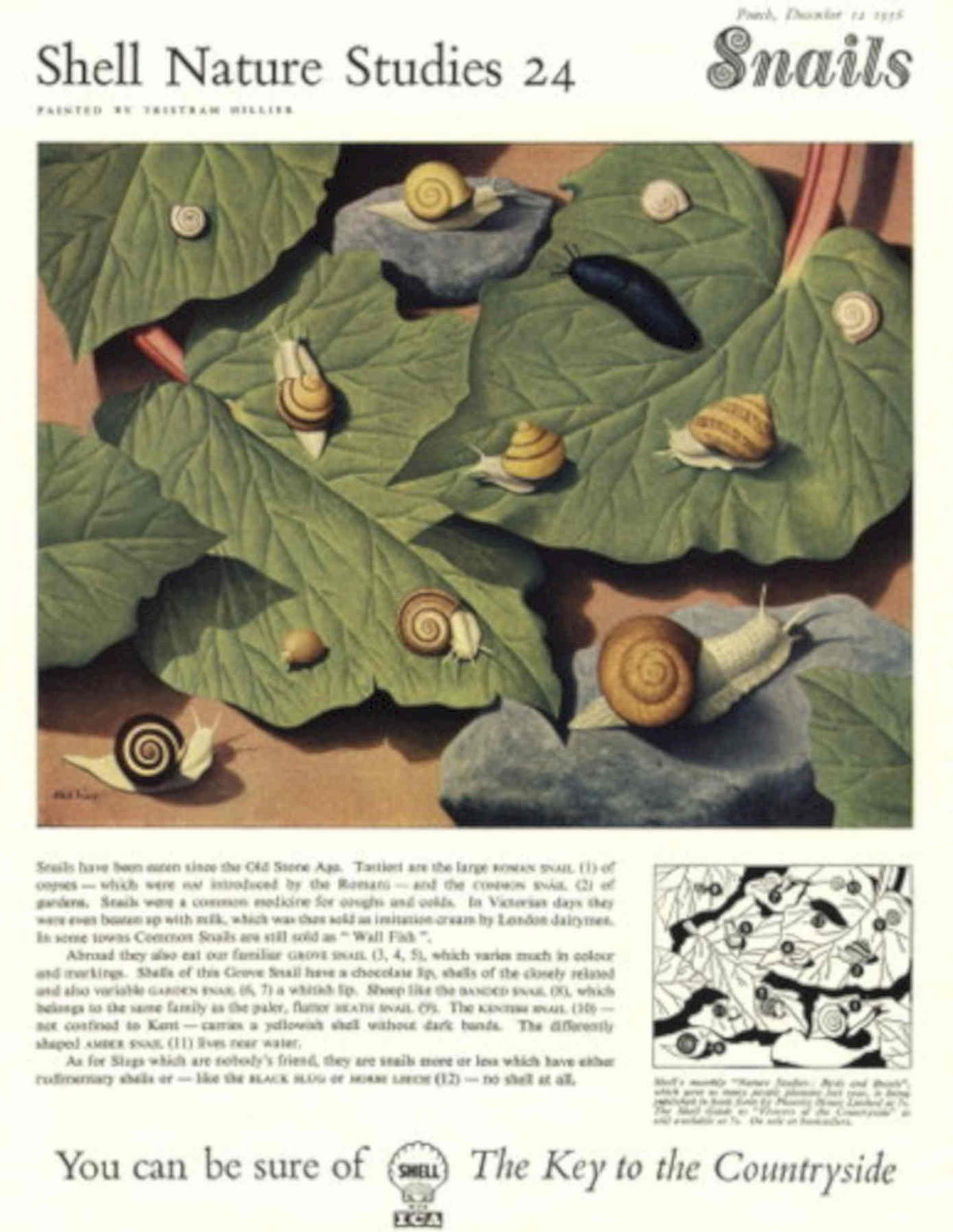 Vintage Snails Shells 1950s Vintage Retro Advert Poster