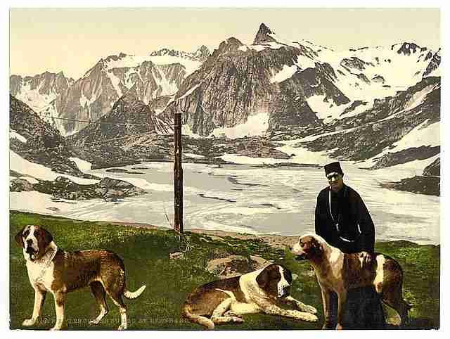 Vintage St Bernard dogs Valais Alps of A4 Photo Print