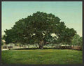 Vintage The Mammoth oak Pass Christian Miss A4 Photo Print