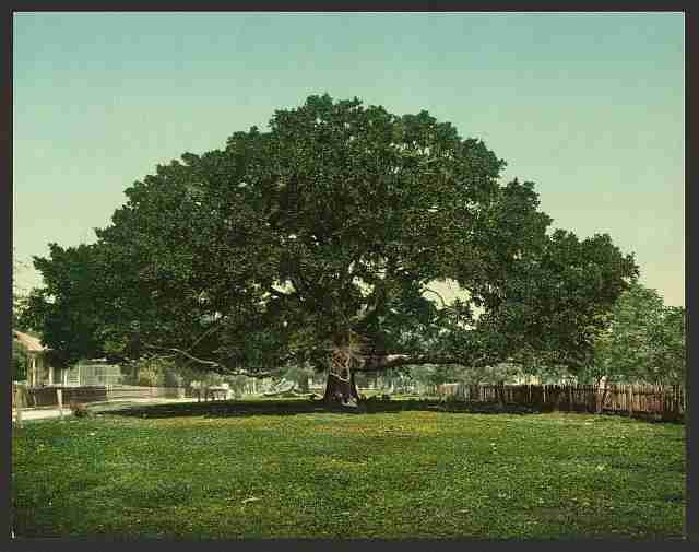 Vintage The Mammoth oak Pass Christian Miss A4 Photo Print