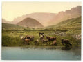 Vintage Thirsty Cattle England A4 Photo Print