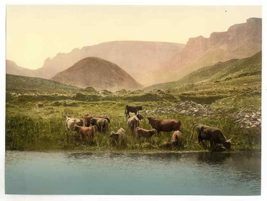 Vintage Thirsty Cattle England A4 Photo Print