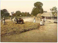 Vintage Threshing grain Bosnia A4 Photo Print