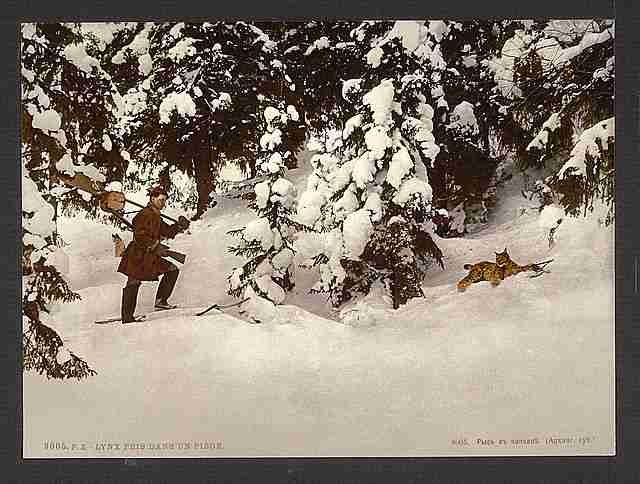 Vintage Trapping lynx A4 Photo Print
