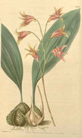 Vintage Victorian Retro Biological Flowers 432991 A4 Photo Print