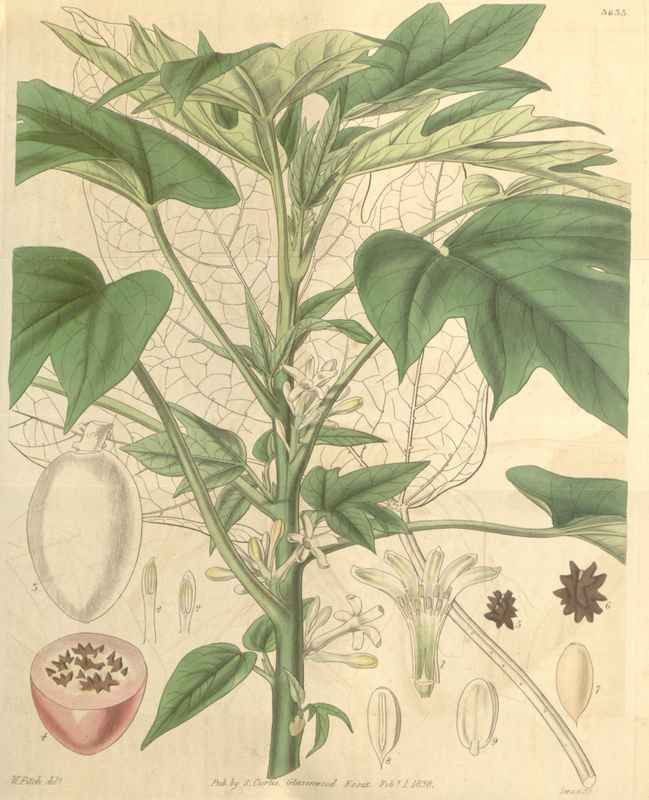 Vintage Victorian Retro Biological Flowers 433002 A4 Photo Print