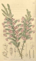 Vintage Victorian Retro Biological Flowers 433020 A4 Photo Print