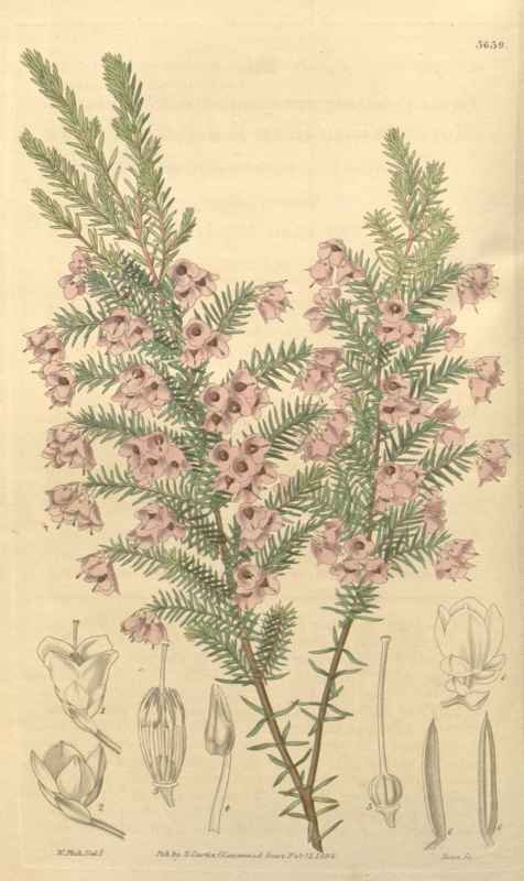 Vintage Victorian Retro Biological Flowers 433020 A4 Photo Print