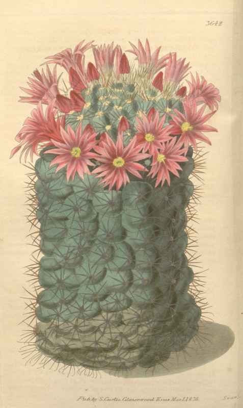 Vintage Victorian Retro Biological Flowers 433031 A4 Photo Print