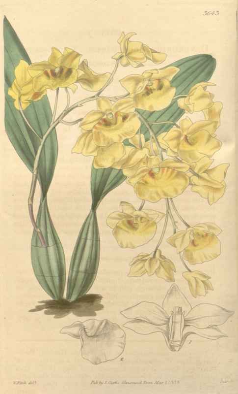 Vintage Victorian Retro Biological Flowers 433034 A4 Photo Print