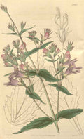 Vintage Victorian Retro Biological Flowers 433040 A4 Photo Print