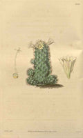 Vintage Victorian Retro Biological Flowers 433043 A4 Photo Print