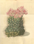 Vintage Victorian Retro Biological Flowers 433046 A4 Photo Print