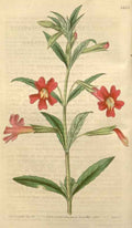 Vintage Victorian Retro Biological Flowers 433074 A4 Photo Print