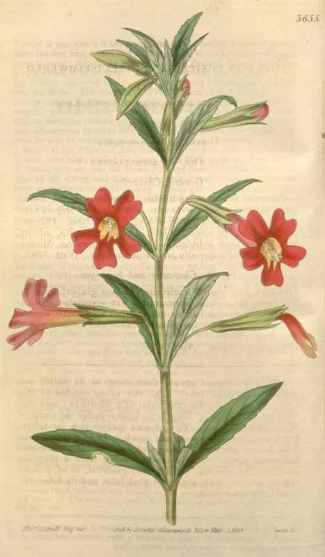 Vintage Victorian Retro Biological Flowers 433074 A4 Photo Print
