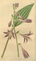 Vintage Victorian Retro Biological Flowers 433080 A4 Photo Print