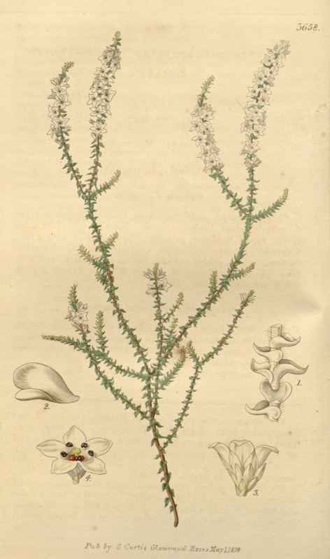 Vintage Victorian Retro Biological Flowers 433083 A4 Photo Print