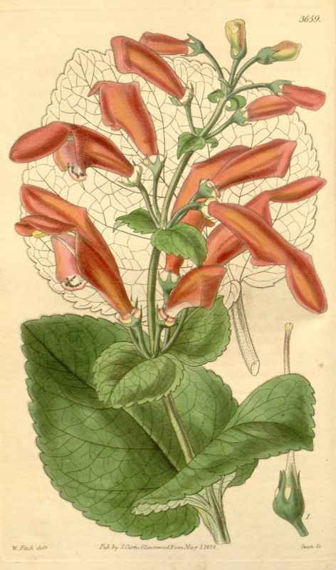 Vintage Victorian Retro Biological Flowers 433086 A4 Photo Print