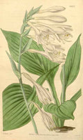 Vintage Victorian Retro Biological Flowers 433098 A4 Photo Print