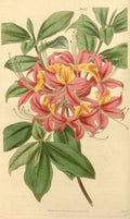 Vintage Victorian Retro Biological Flowers 433110 A4 Photo Print